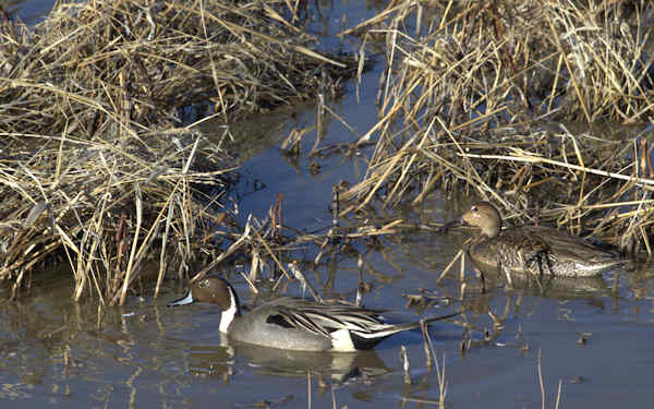 Duck