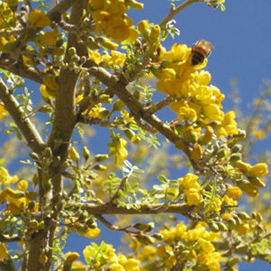 bee