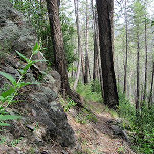 T48_02TRAIL