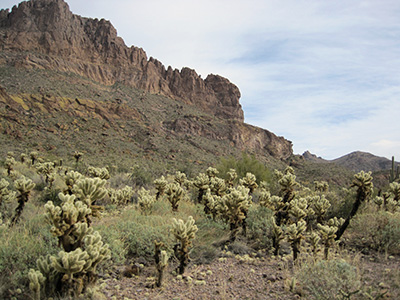 cholla