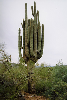 saguaro