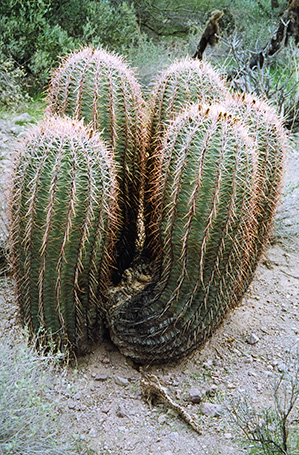 cactus