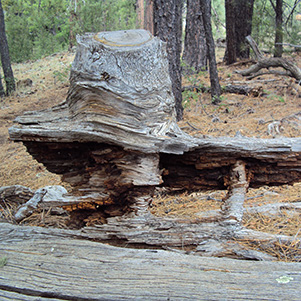 wood