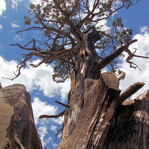 tree