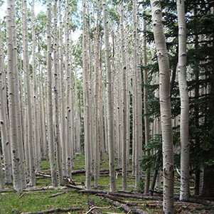 trees