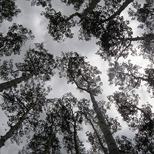 trees