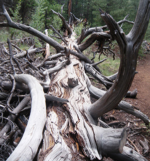 log