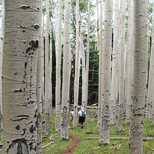 trees