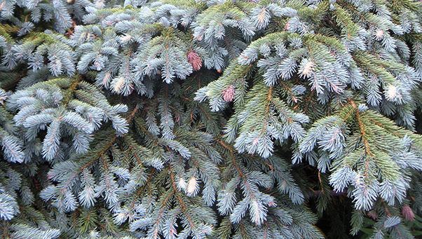 conifer