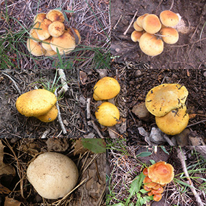 fungus
