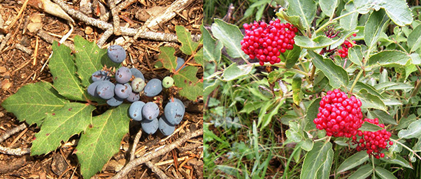 berries