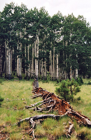 log