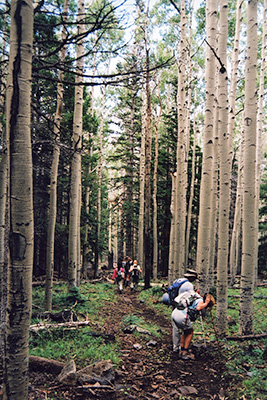 trees