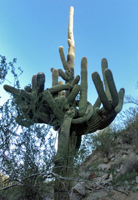 saguaro