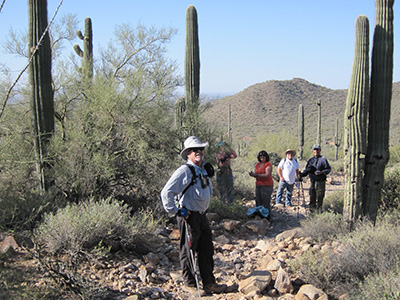 saguaros