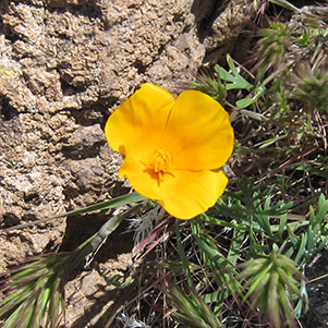 IMG_3853_509