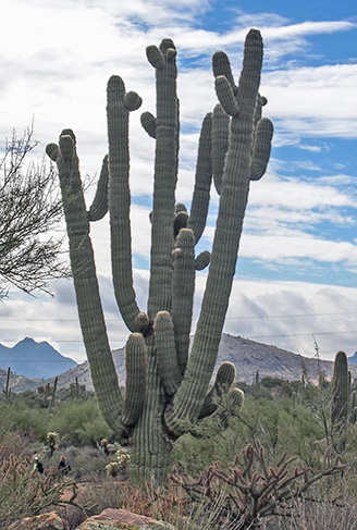 cactus