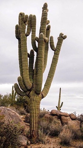 cactus