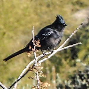 bird
