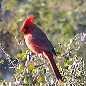 bird