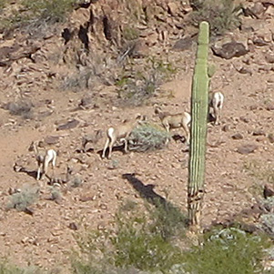 sheep