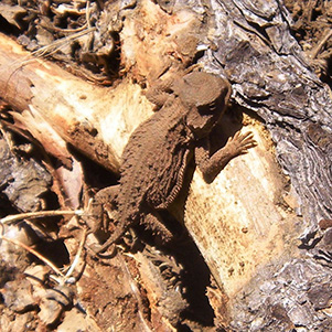 Horny_Toad_Ajay