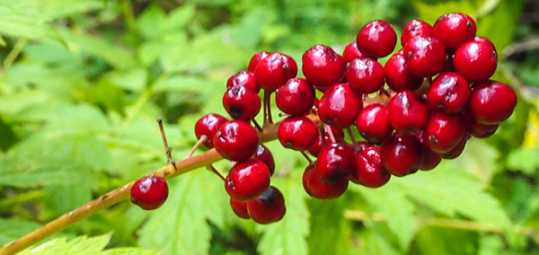 00910_Baneberry