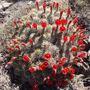 Cactus