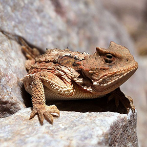 HornToad