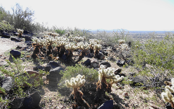 cactus