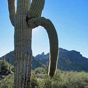 Saguaro_Arm_Bill