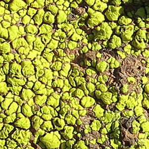 lichens