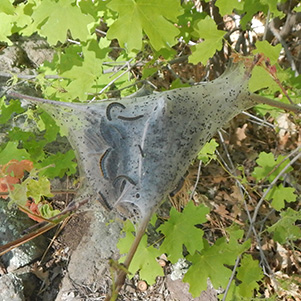 catapillars