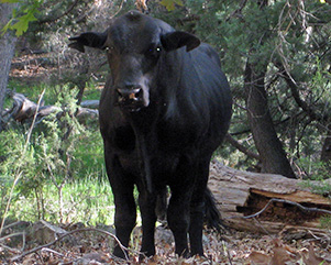 cow