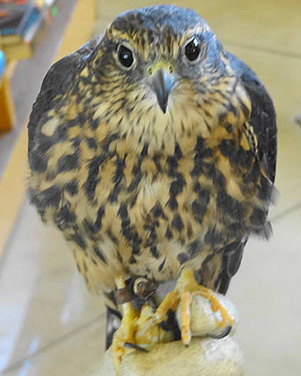 falcon
