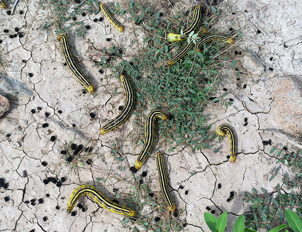 larvae