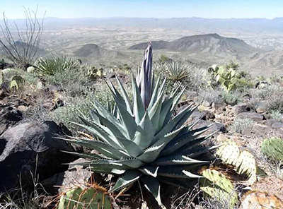 agave