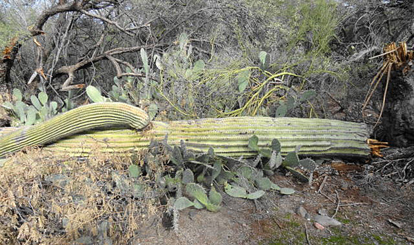 saguaro