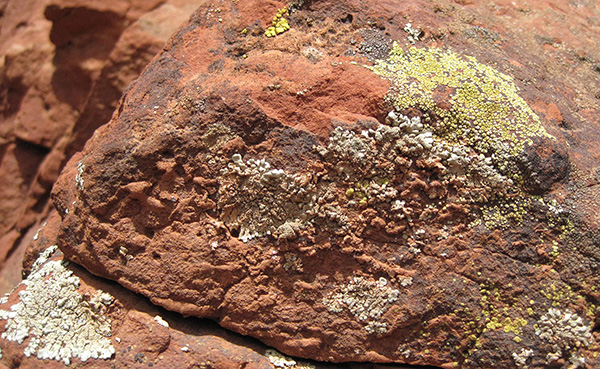 lichen