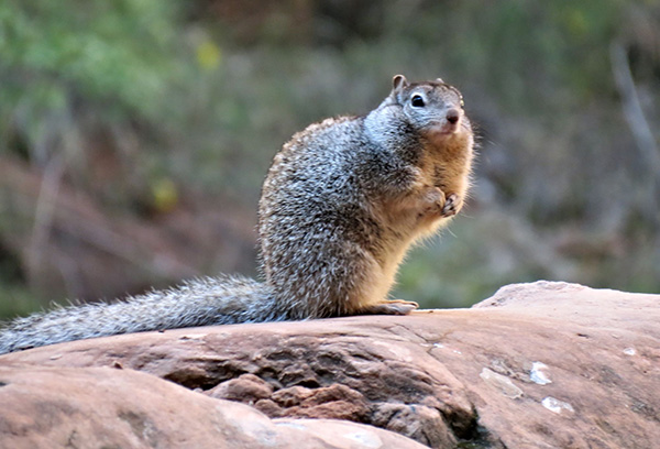 squirrel