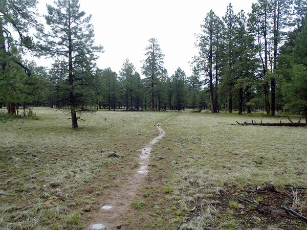 WetTrail