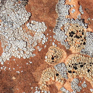 lichen
