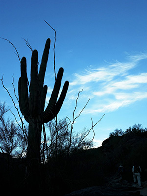 saguaro