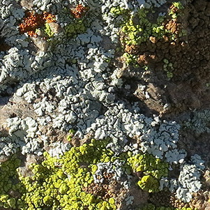 lichen