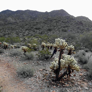 cholla