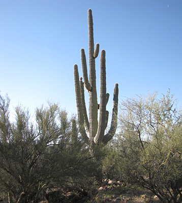 cactus