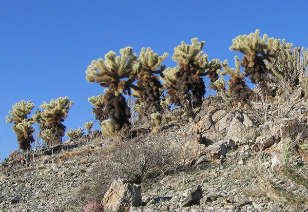 cactus