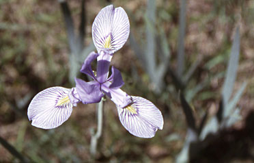 Iris