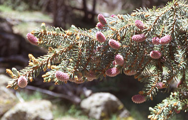 pine cones