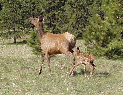 Doe